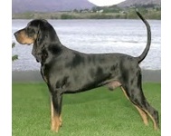 Coonhound (Black & Tan)