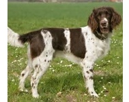 Pointer (German Long-Haired)