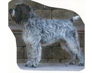 Griffon (Wire-Haired Pointing)