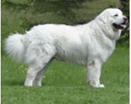 Tatra Sheepdog